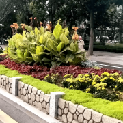 无机仿真石花箱：以永恒之名，塑将来之境